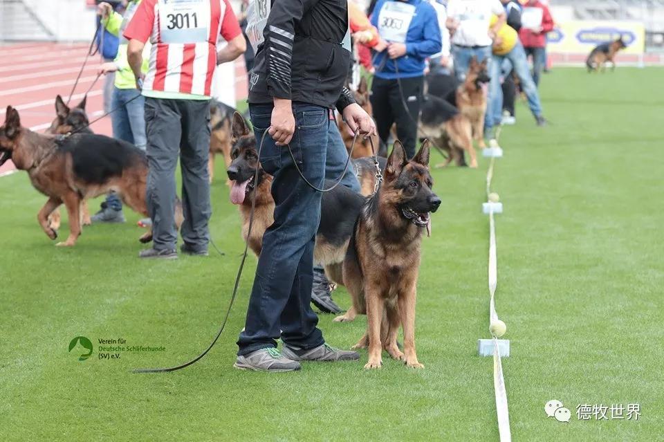 开云体育-锐不可当引发热议！，德罗巴在德国队比赛中领先优势明显赛场气氛高涨(德罗巴滑跪三条痕图片)